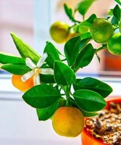 Fast Growing Trees Citrus Trees Calamondin Tree
