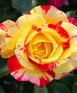 Fast Growing Trees Camille Pissarro™ Rose