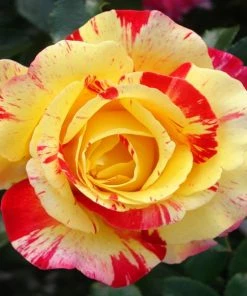 Fast Growing Trees Camille Pissarro™ Rose