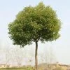 Fast Growing Trees See All Shade Trees Camphor Laurel Tree