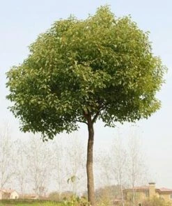 Fast Growing Trees See All Shade Trees Camphor Laurel Tree