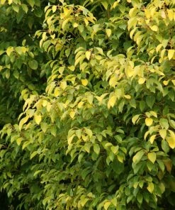 Fast Growing Trees See All Shade Trees Camphor Laurel Tree