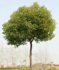 Fast Growing Trees See All Shade Trees Camphor Laurel Tree