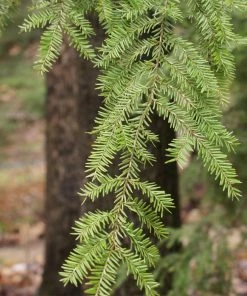 Fast Growing Trees See All Evergreen & Privacy Trees Canadian Hemlock