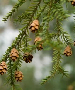 Fast Growing Trees See All Evergreen & Privacy Trees Canadian Hemlock