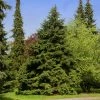 Fast Growing Trees See All Evergreen & Privacy Trees Canadian Hemlock