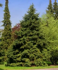 Fast Growing Trees See All Evergreen & Privacy Trees Canadian Hemlock