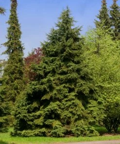 Fast Growing Trees See All Evergreen & Privacy Trees Canadian Hemlock