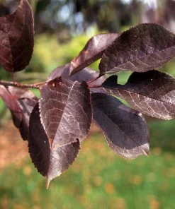 Fast Growing Trees Canada Red Chokecherry Tree See All Fruit Trees