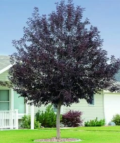 Fast Growing Trees Canada Red Chokecherry Tree See All Fruit Trees