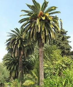 Fast Growing Trees Canary Island Date Palm Palm Trees