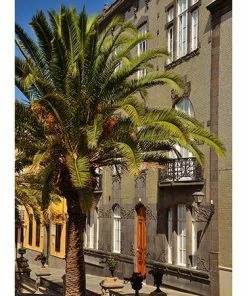 Fast Growing Trees Canary Island Date Palm Palm Trees