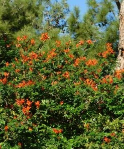 Fast Growing Trees Cape Honeysuckle See All Shrubs & Hedges