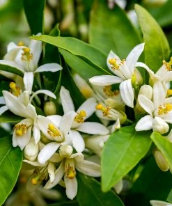 Fast Growing Trees Citrus Trees Cara Cara Orange Tree 11 Fast Growing Trees Citrus Trees Cara Cara Orange Tree