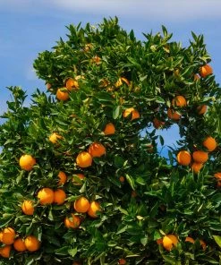 Fast Growing Trees Citrus Trees Cara Cara Orange Tree 10 Fast Growing Trees Citrus Trees Cara Cara Orange Tree
