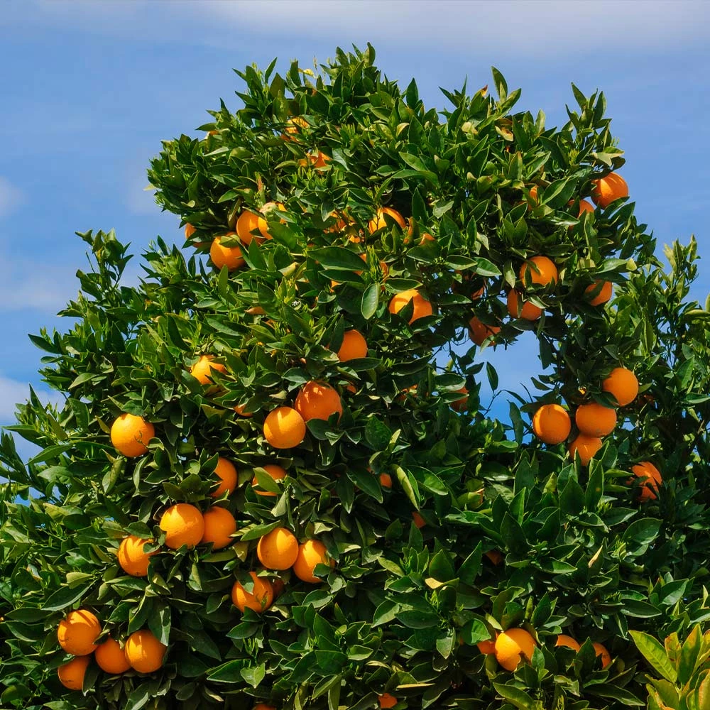 Fast Growing Trees Citrus Trees Cara Cara Orange Tree 5 Fast Growing Trees Citrus Trees Cara Cara Orange Tree