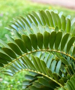 Fast Growing Trees Cardboard Palm Tree 9 Fast Growing Trees Cardboard Palm Tree