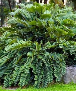 Fast Growing Trees Cardboard Palm Tree