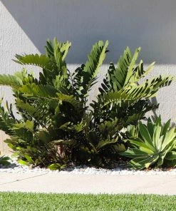 Fast Growing Trees Cardboard Palm Tree 8 Fast Growing Trees Cardboard Palm Tree