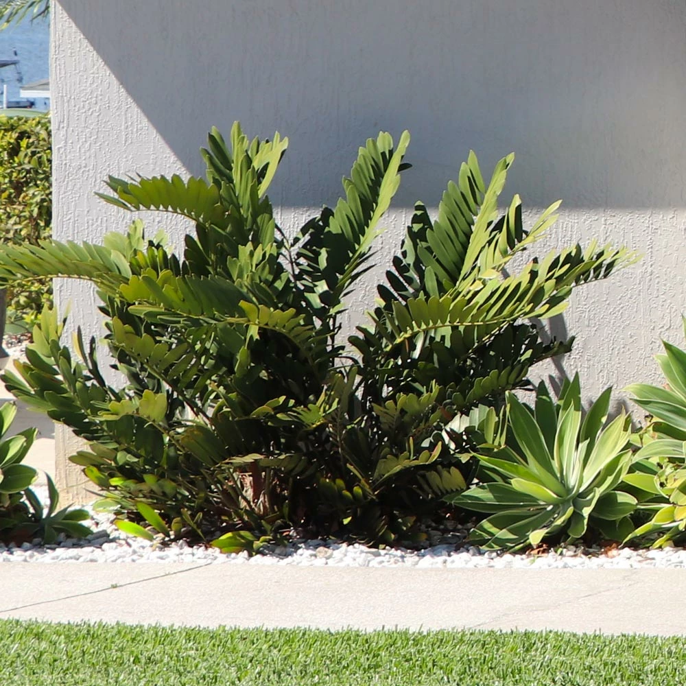 Fast Growing Trees Cardboard Palm Tree 5 Fast Growing Trees Cardboard Palm Tree