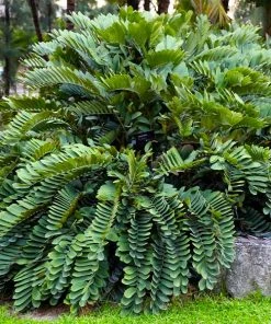 Fast Growing Trees Cardboard Palm Tree