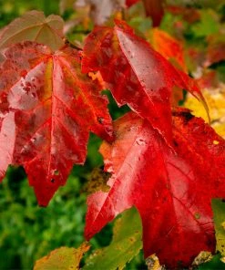 Fast Growing Trees Cardinal Red™ Maple Tree Maple Trees 7 Fast Growing Trees Cardinal Red™ Maple Tree Maple Trees