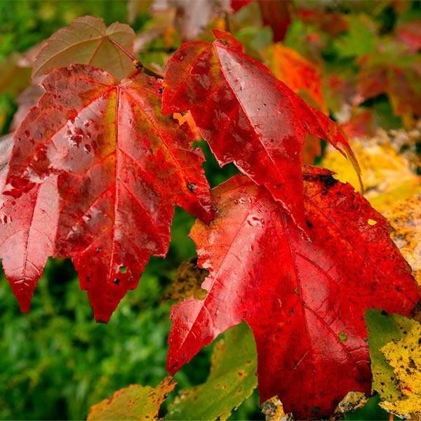 Fast Growing Trees Cardinal Red™ Maple Tree Maple Trees 3 Fast Growing Trees Cardinal Red™ Maple Tree Maple Trees