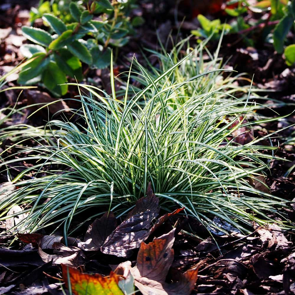 Fast Growing Trees See All Shrubs & Hedges Ice Dance Sedge Plant 5 Fast Growing Trees See All Shrubs & Hedges Ice Dance Sedge Plant