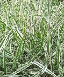 Fast Growing Trees See All Shrubs & Hedges Ice Dance Sedge Plant 9 Fast Growing Trees See All Shrubs & Hedges Ice Dance Sedge Plant