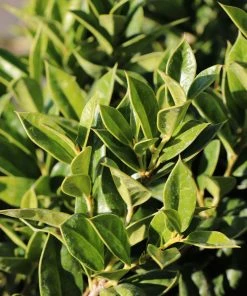 Fast Growing Trees Carissa Holly Holly Trees