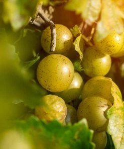 Fast Growing Trees Carlos Muscadine Grape Grape Vines