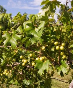 Fast Growing Trees Carlos Muscadine Grape Grape Vines