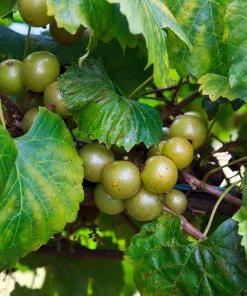 Fast Growing Trees Carlos Muscadine Grape Grape Vines