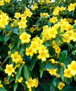 Fast Growing Trees Carolina Jasmine See All Shrubs & Hedges