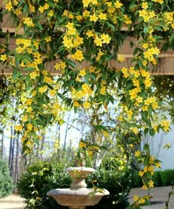 Fast Growing Trees Carolina Jasmine