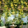 Fast Growing Trees Carolina Jasmine