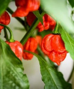 Fast Growing Trees Tropical Fruit Trees Carolina Reaper Pepper Plant - USDA Organic