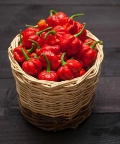 Fast Growing Trees Tropical Fruit Trees Carolina Reaper Pepper Plant - USDA Organic