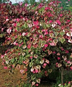 Fast Growing Trees Redbud Trees Carolina Sweetheart® Redbud