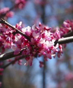 Fast Growing Trees Redbud Trees Carolina Sweetheart® Redbud