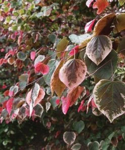 Fast Growing Trees Redbud Trees Carolina Sweetheart® Redbud