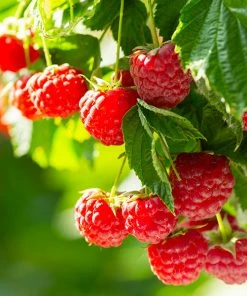 Fast Growing Trees Raspberry Bushes Caroline Raspberry - USDA Organic