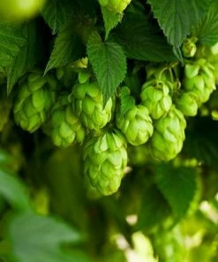 Fast Growing Trees See All Shrubs & Hedges Cascade Hops Plant