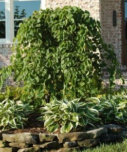 Fast Growing Trees Redbud Trees Cascading Hearts Redbud Tree