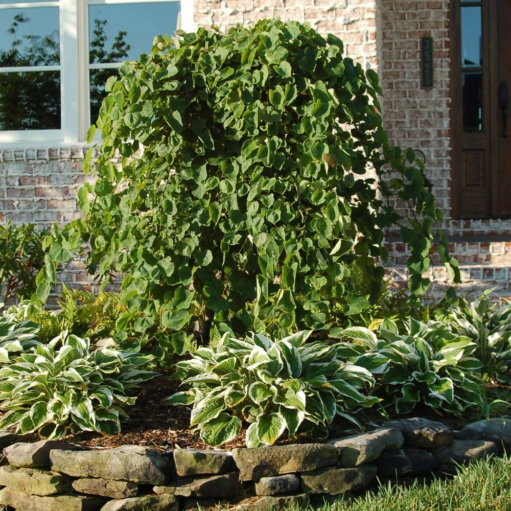 Fast Growing Trees Redbud Trees Cascading Hearts Redbud Tree 4 Fast Growing Trees Redbud Trees Cascading Hearts Redbud Tree