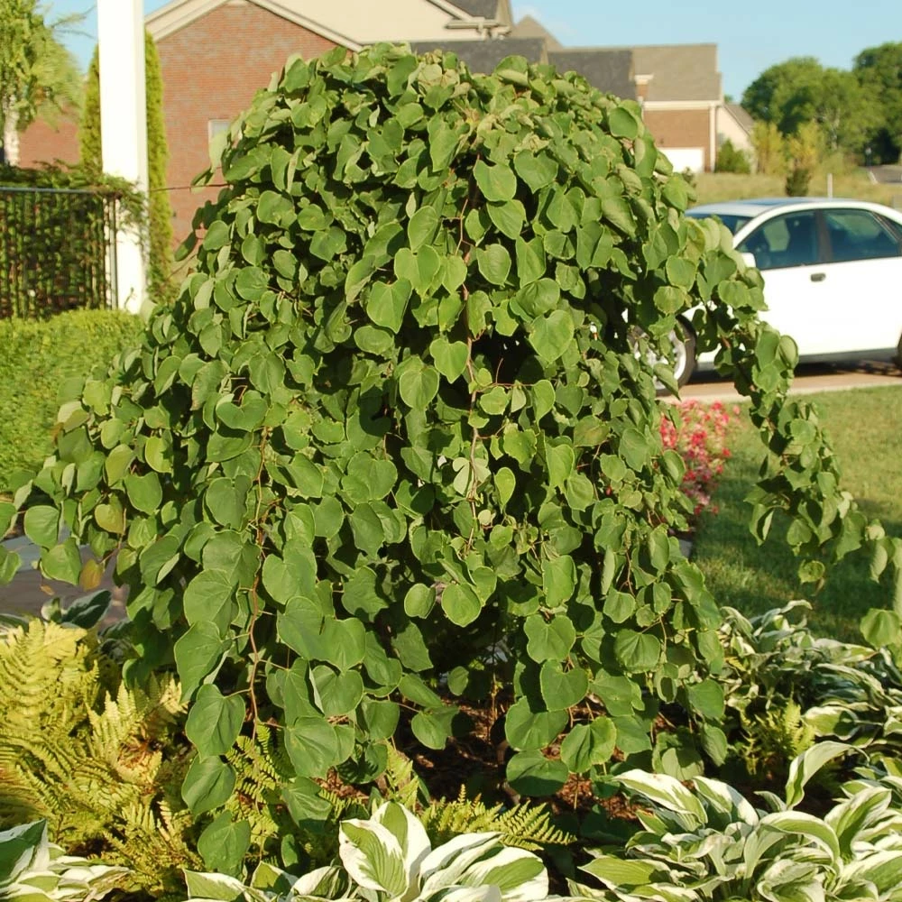Fast Growing Trees Redbud Trees Cascading Hearts Redbud Tree 6 Fast Growing Trees Redbud Trees Cascading Hearts Redbud Tree