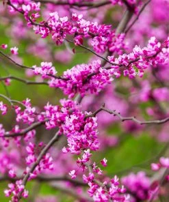 Fast Growing Trees Redbud Trees Cascading Hearts Redbud Tree 11 Fast Growing Trees Redbud Trees Cascading Hearts Redbud Tree