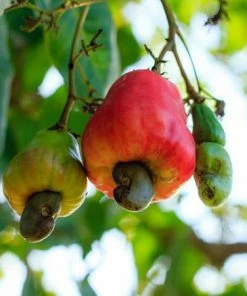 Fast Growing Trees Cashew Tree Nut Trees