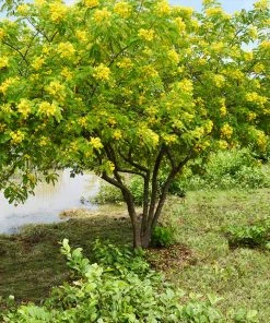Fast Growing Trees Cassia Tree