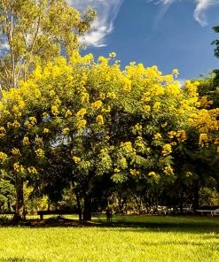Fast Growing Trees Cassia Tree